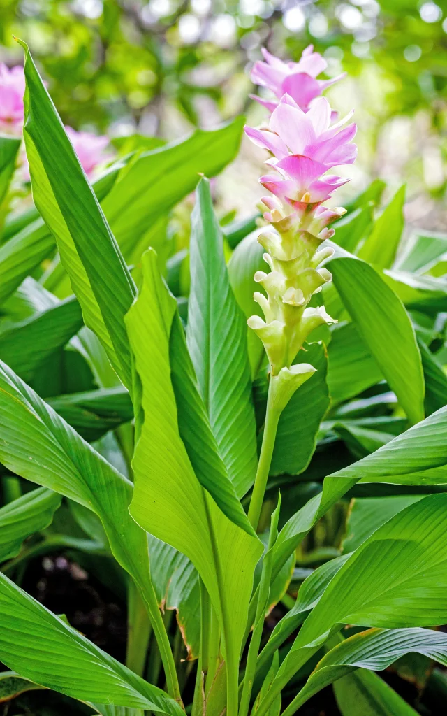 Fleur Gingembre Martinique