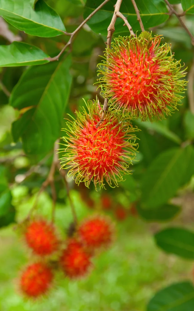 Fruit Ramboutan Martinique