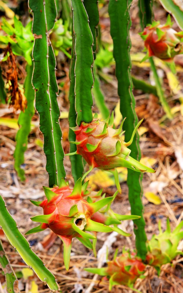 Fruit Pitaya Martinique