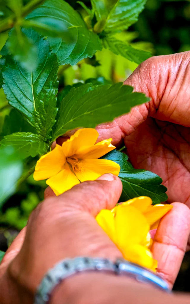 Damania Jardin Héritage des îles Saint-Joseph Martinique