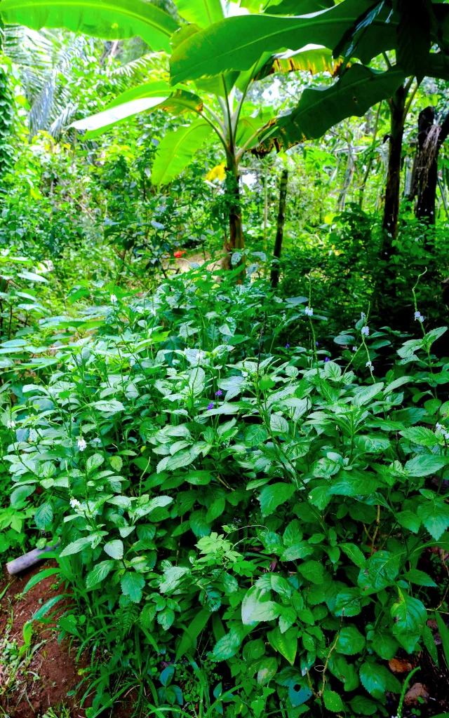 Verveine Jardin Héritage des îles Saint-Joseph Martinique