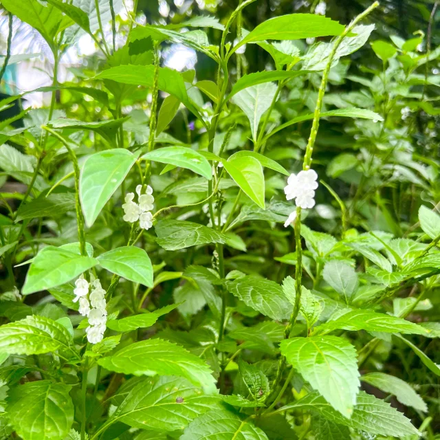 Verveine Jardin Héritage des îles Saint-Joseph Martinique