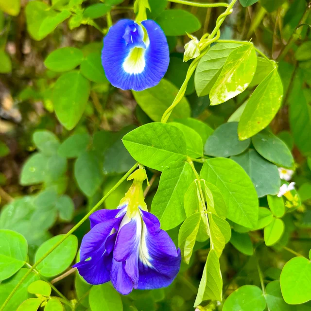 Pois bleu Jardin Héritage des îles Saint-Joseph Martinique