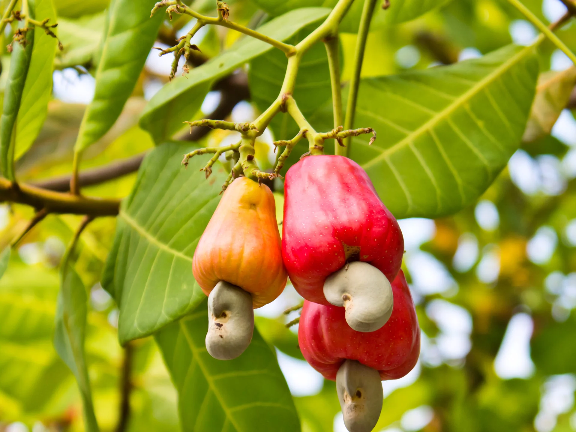 Noix de cajou Épice Martinique