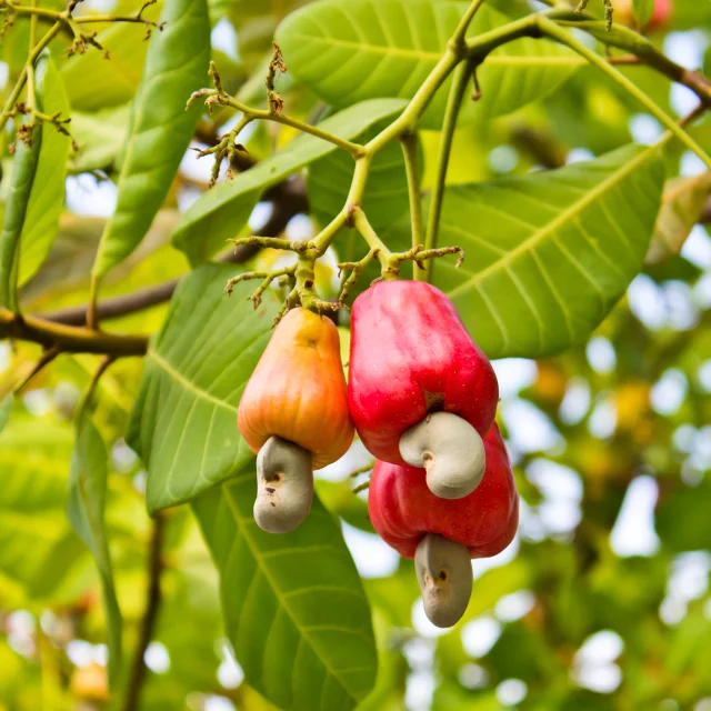 Noix de cajou Épice Martinique