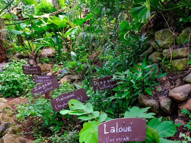 Plante Jardin An Mao Héritage Marin Martinique