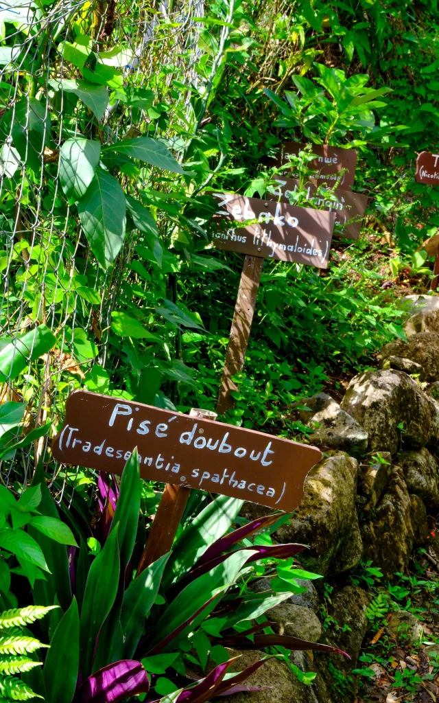 Plante Jardin An Mao Héritage Marin Martinique