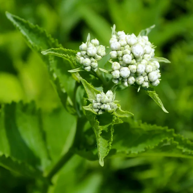 Quinine Plante Martinique