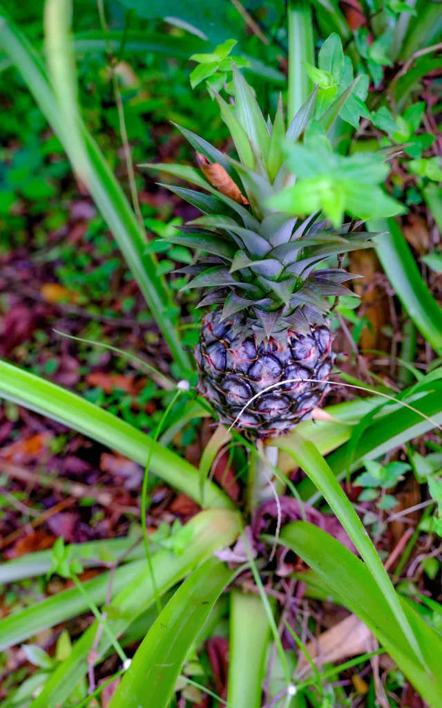 Ananas Jardin Kaz à Vanille Trinité Martinique