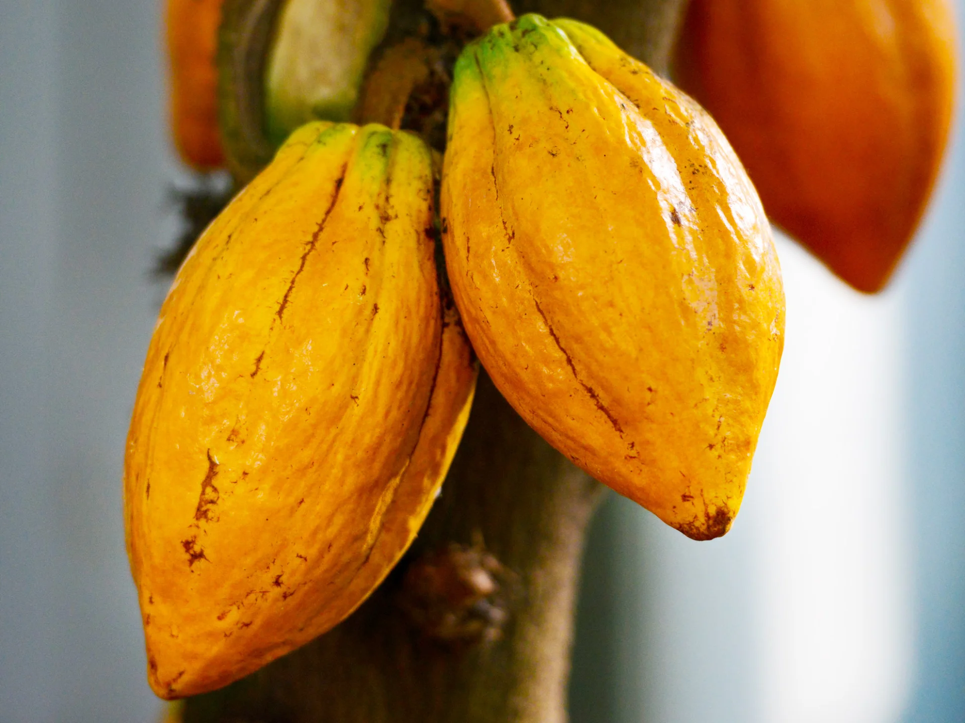 Cabosse de cacao Martinique