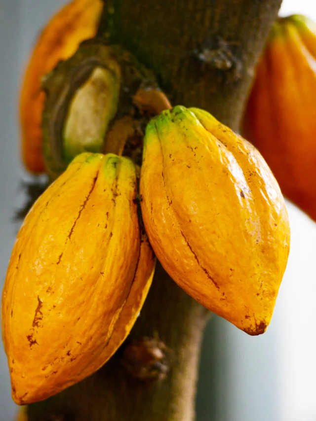 Cabosse de cacao Martinique