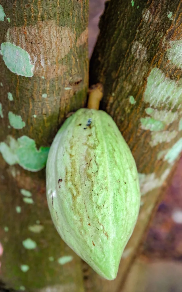 Cacao Jardin Kfeco Robert Martinique