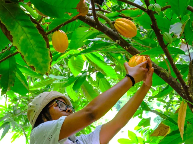 Visite guidée cacaoyère Plantation de Cacao Jardin K'Féco Robert Martinique