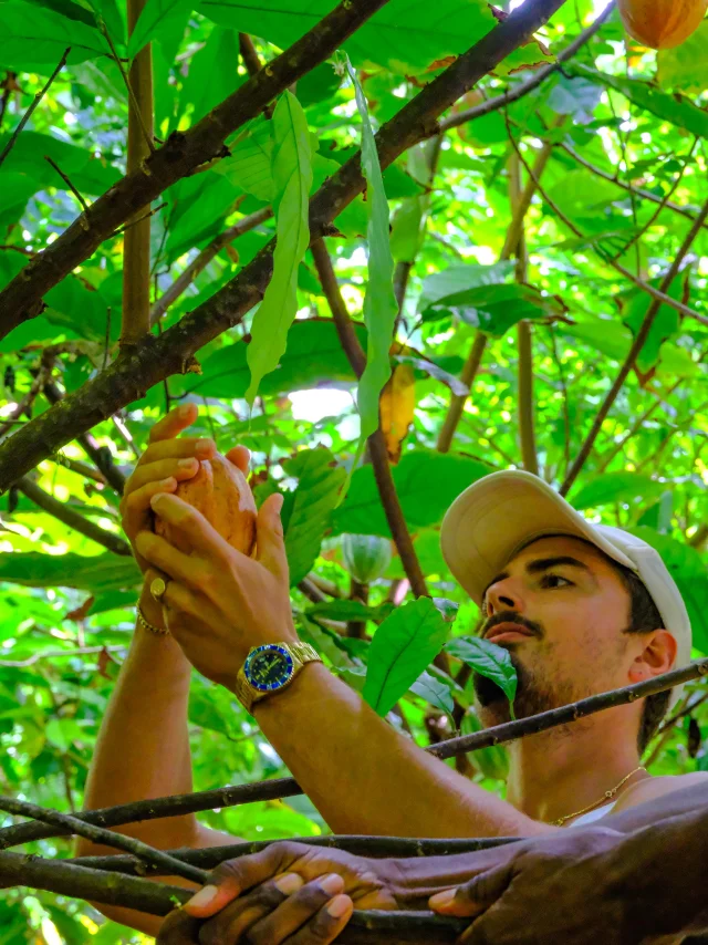 Visite guidée cacaoyère Plantation de Cacao Jardin K'Féco Robert Martinique