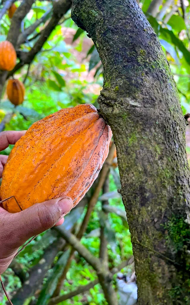 Cacao Jardin Kaz à Vanille Trinité Martinique