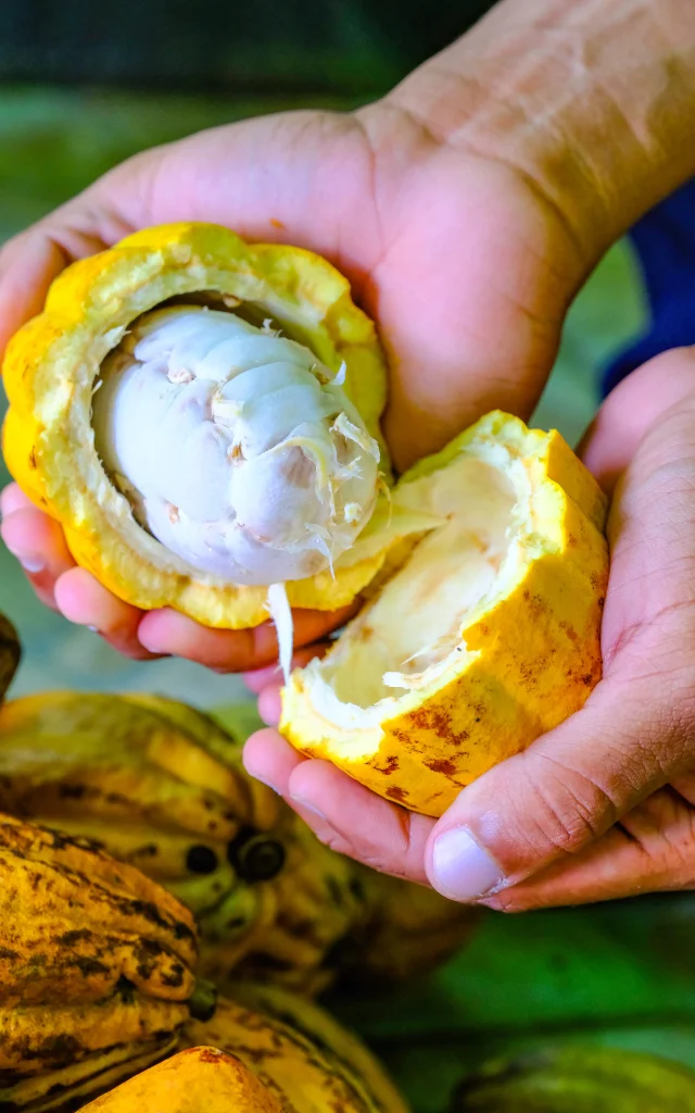 Cacao Jardin K'Féco Robert Martinique