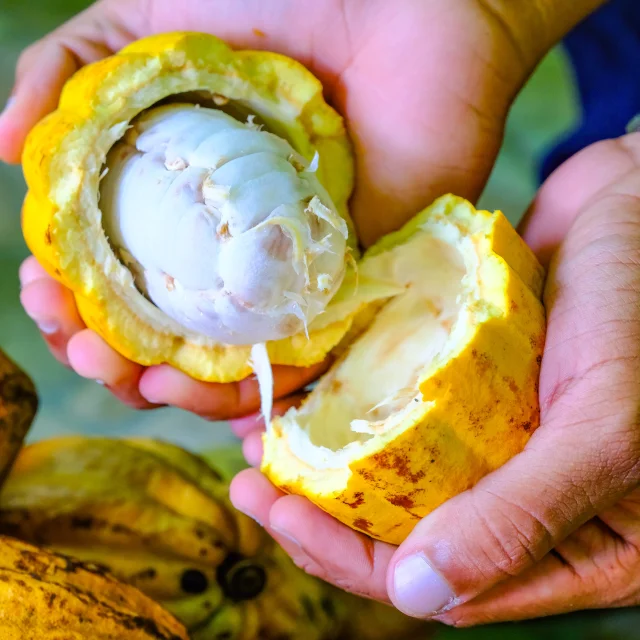 Cacao Jardin K'Féco Robert Martinique