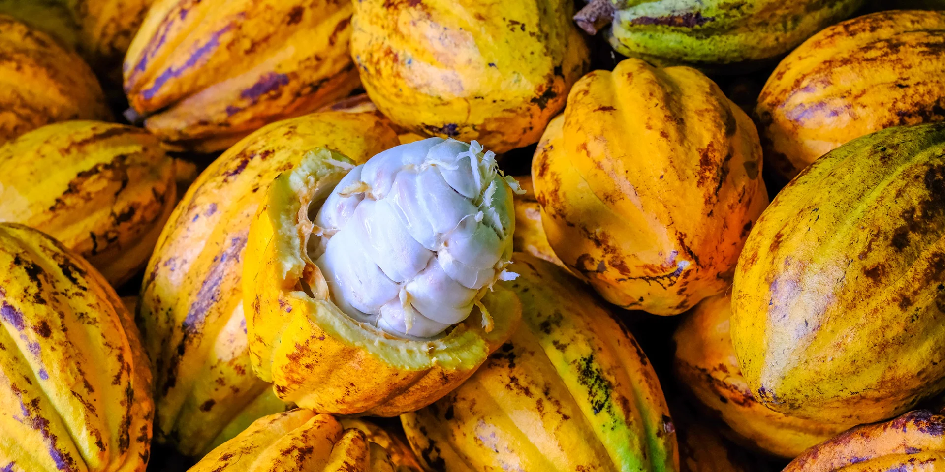 Cacao Jardin K'Féco Robert Martinique