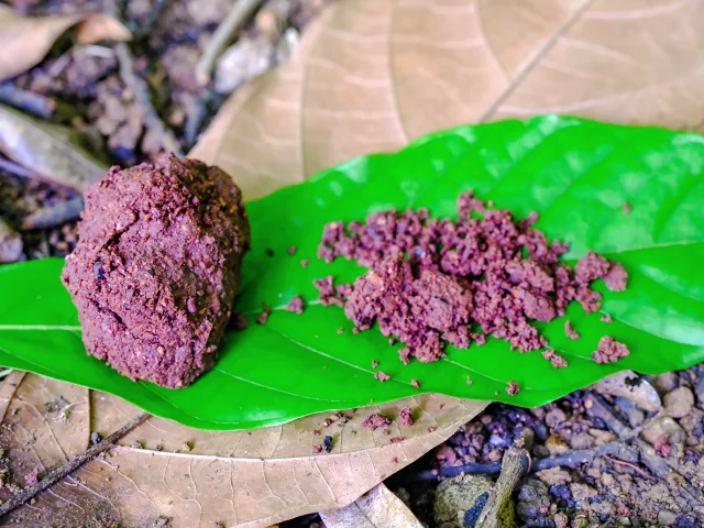 Cacao Jardin K'Féco Robert Martinique