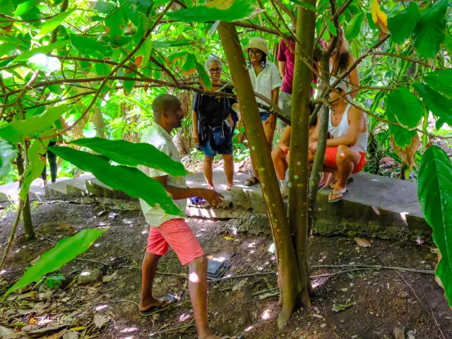 Visite guidée cacaoyère Plantation de Cacao Jardin K'Féco Robert Martinique