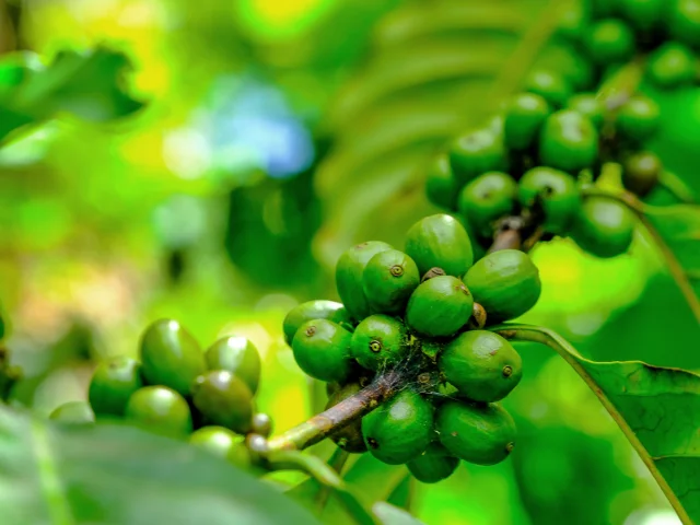 Café Jardin Kaz à Vanille Trinité Martinique