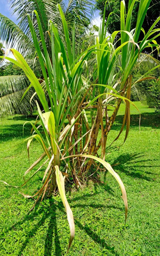 Canne à sucre Jardin Kaz à Vanille Trinité Martinique