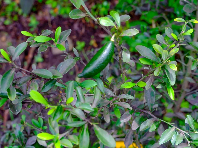 Citron caviar Jardin Kaz à Vanille Trinité Martinique