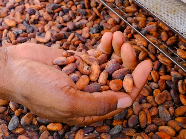 Fèves de cacao Jardin K'Féco Robert Martinique