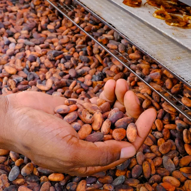 Fèves de cacao Jardin K'Féco Robert Martinique