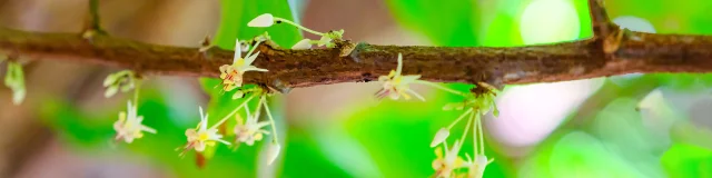 Fleur de cacao Jardin K'Féco Robert Martinique