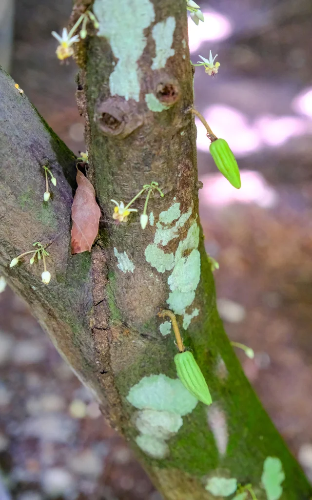 Fleur de cacao Jardin K'Féco Robert Martinique