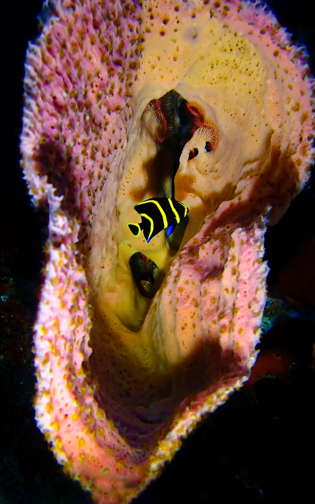 Poisson Fond marin Club de plongée An Dlo Diamant Martinique