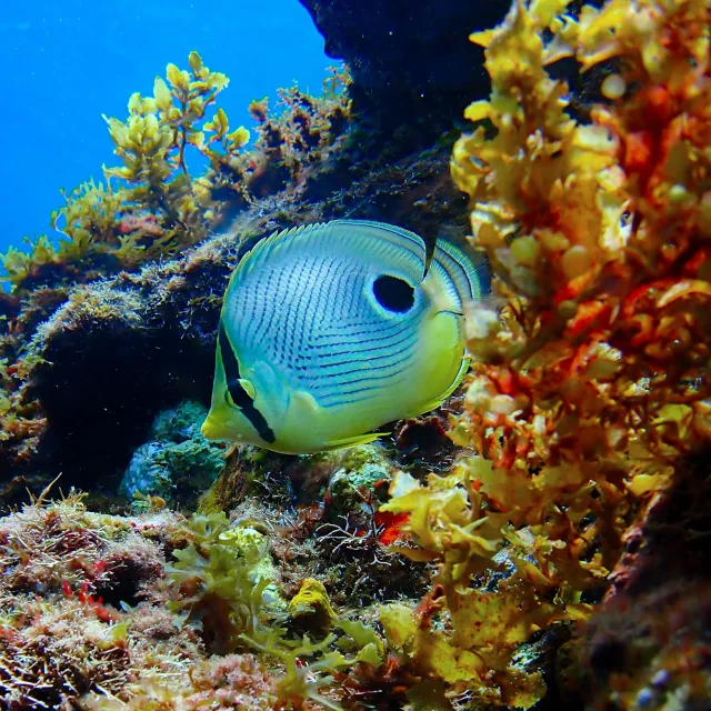 Poisson Fond marin Club de plongée An Dlo Diamant Martinique