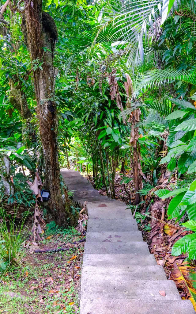 Jardin K'Féco Robert Martinique