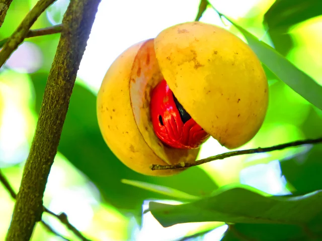 Noix de muscade Jardin Kaz à Vanille Trinité Martinique