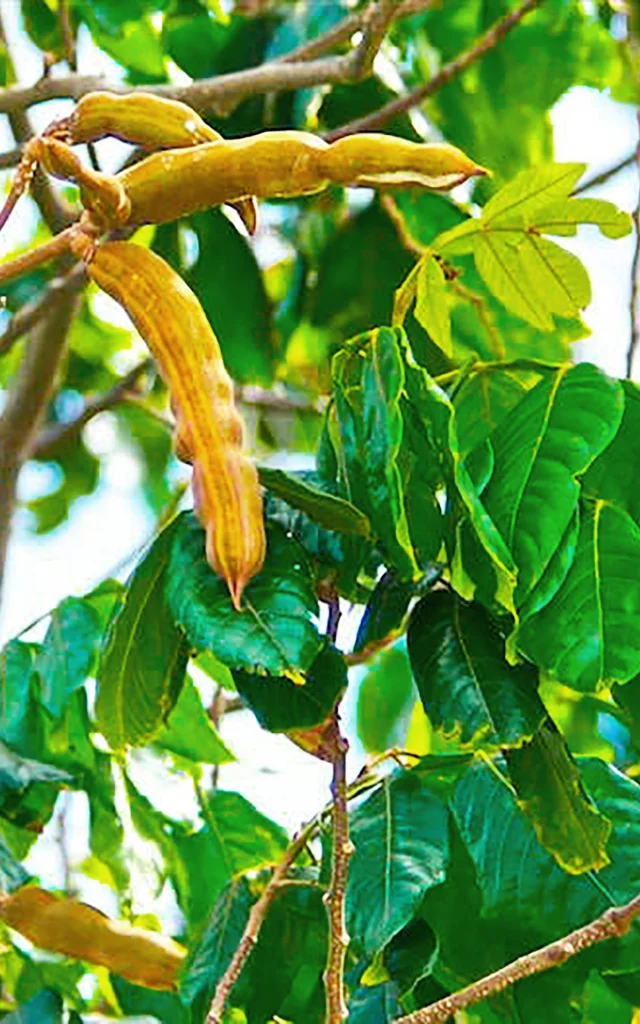 Poisdoux3 Fruit Martinique