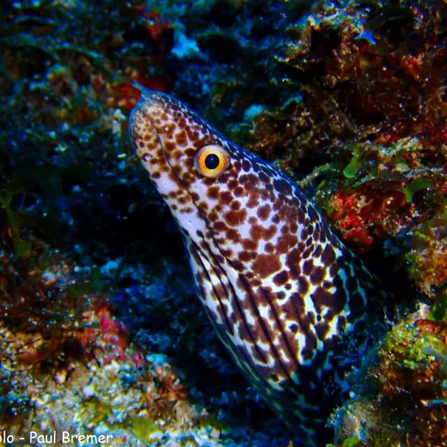 Poisson Murene Fond marin Club de plongée An Dlo Diamant Martinique