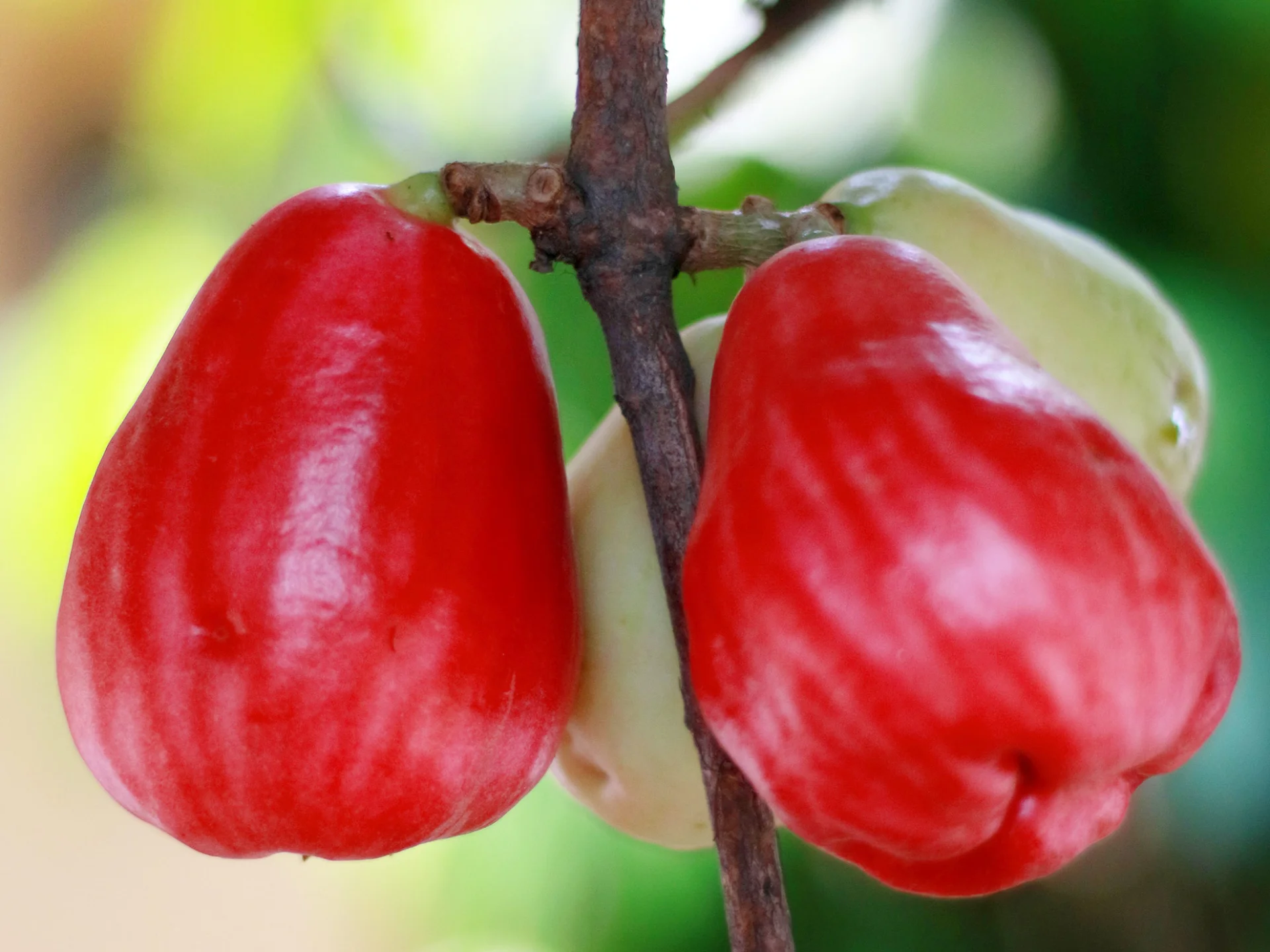 Pommedeau2 Fruit Martinique