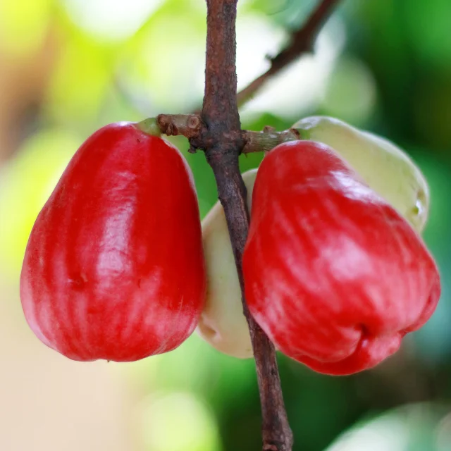 Pommedeau2 Fruit Martinique