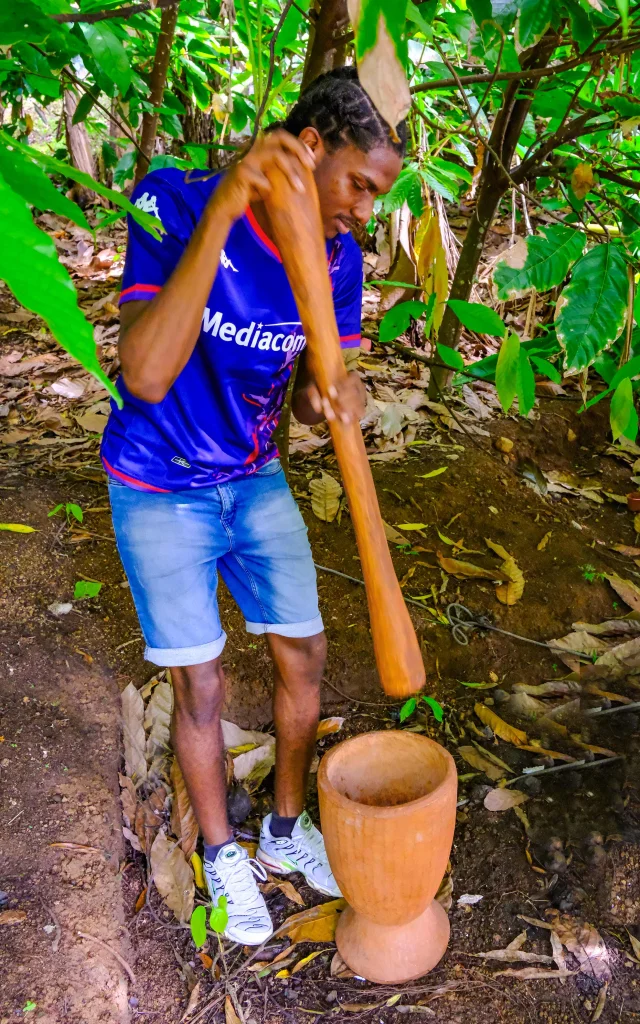 Visite guidée cacaoyère Plantation de Cacao Jardin K'Féco Robert Martinique