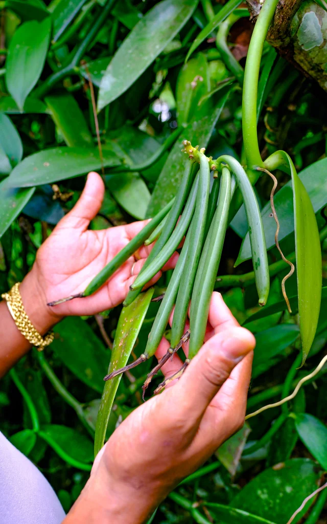 Vanille Jardin Kaz à Vanille Trinité Martinique