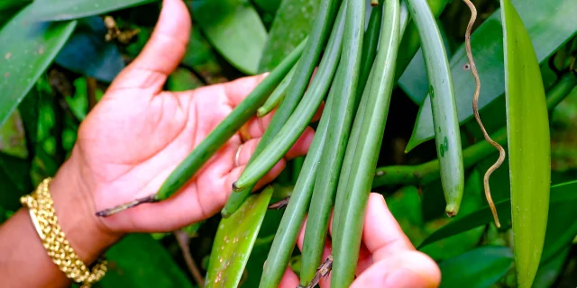 Vanille Jardin Kaz à Vanille Trinité Martinique