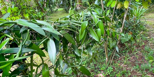 Vanille Jardin Kaz à Vanille Trinité Martinique