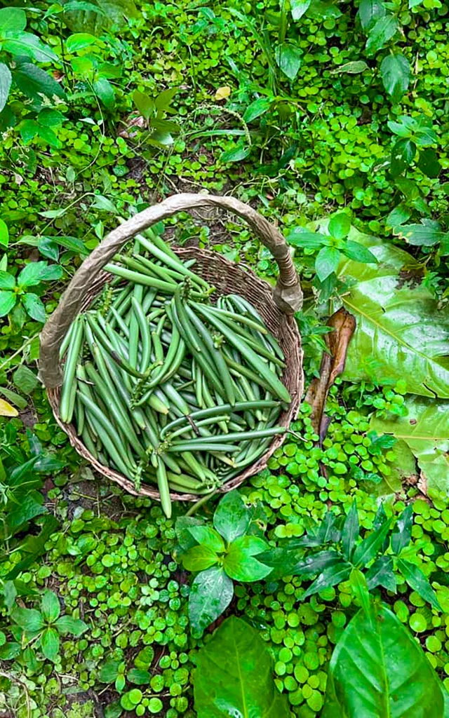 Vanille Jardin Kaz à Vanille Trinité Martinique