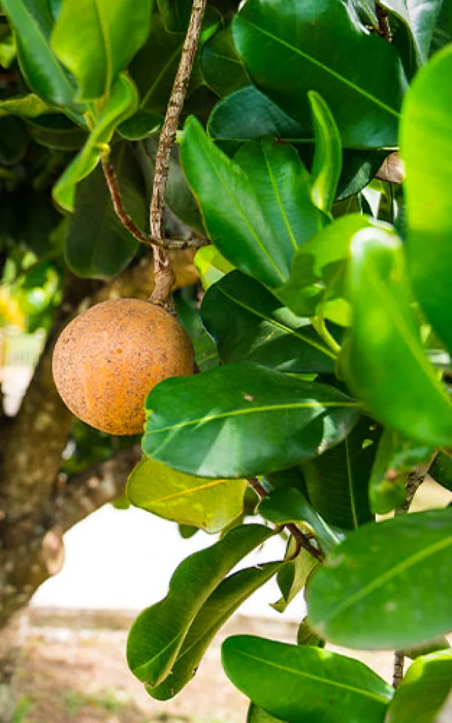 Abricot pays Fruit Martinique