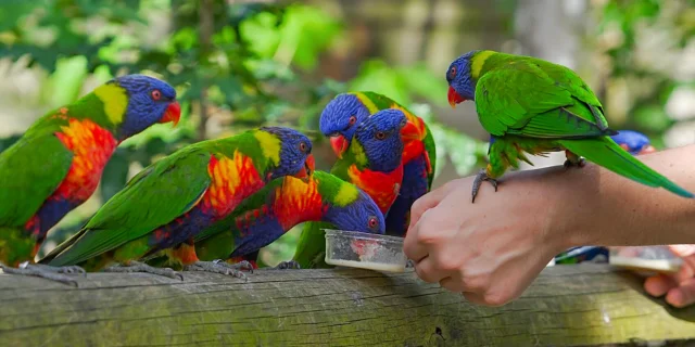 Amazone Zoo Habitation Latouche Carbet Martinique