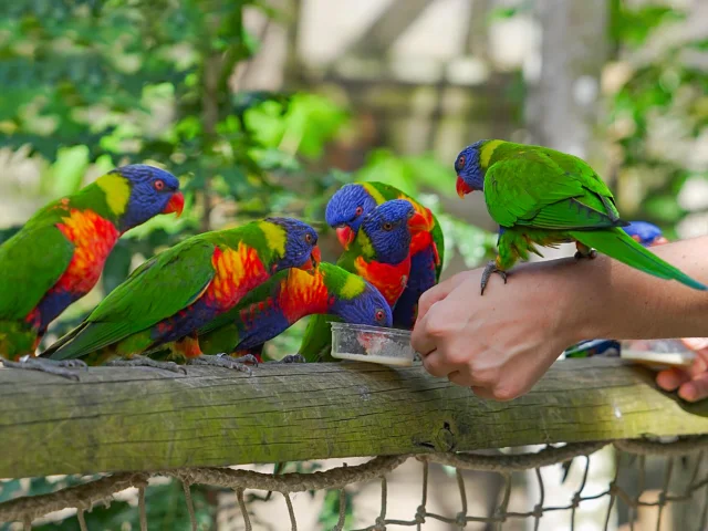 Amazone Zoo Habitation Latouche Carbet Martinique