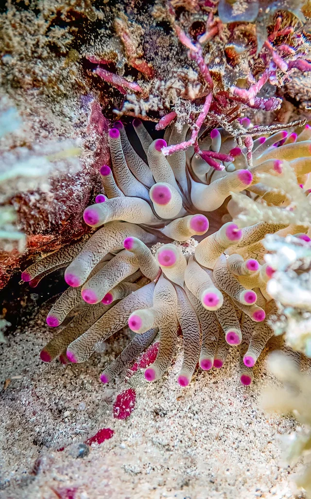 Anémone Les Aquanautes Marin Martinique