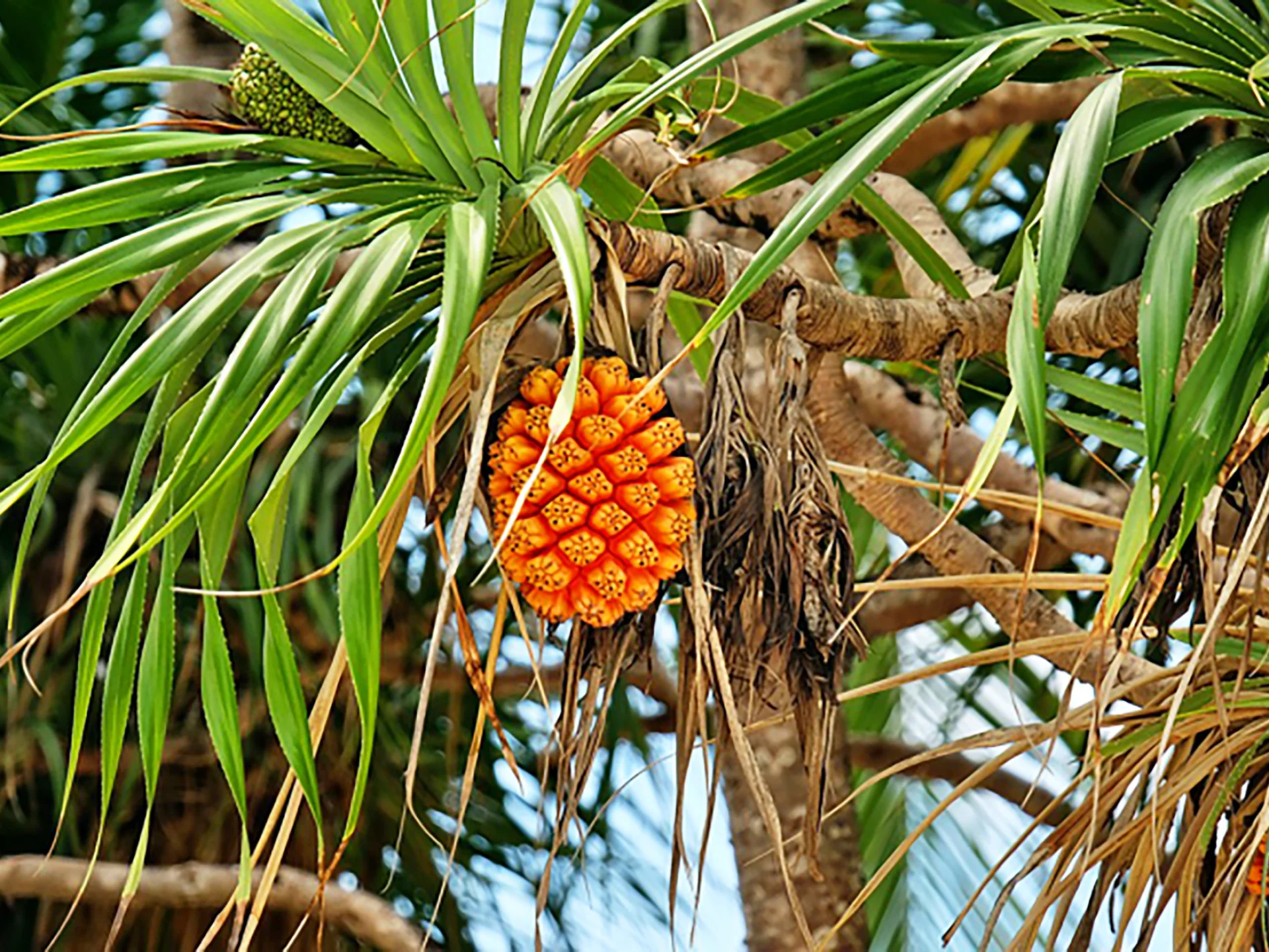 Bakoua Fruit Martinique