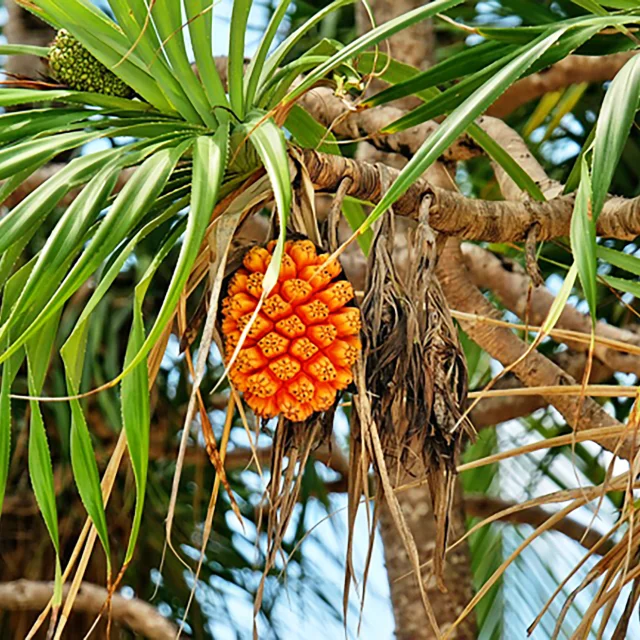 Bakoua Fruit Martinique